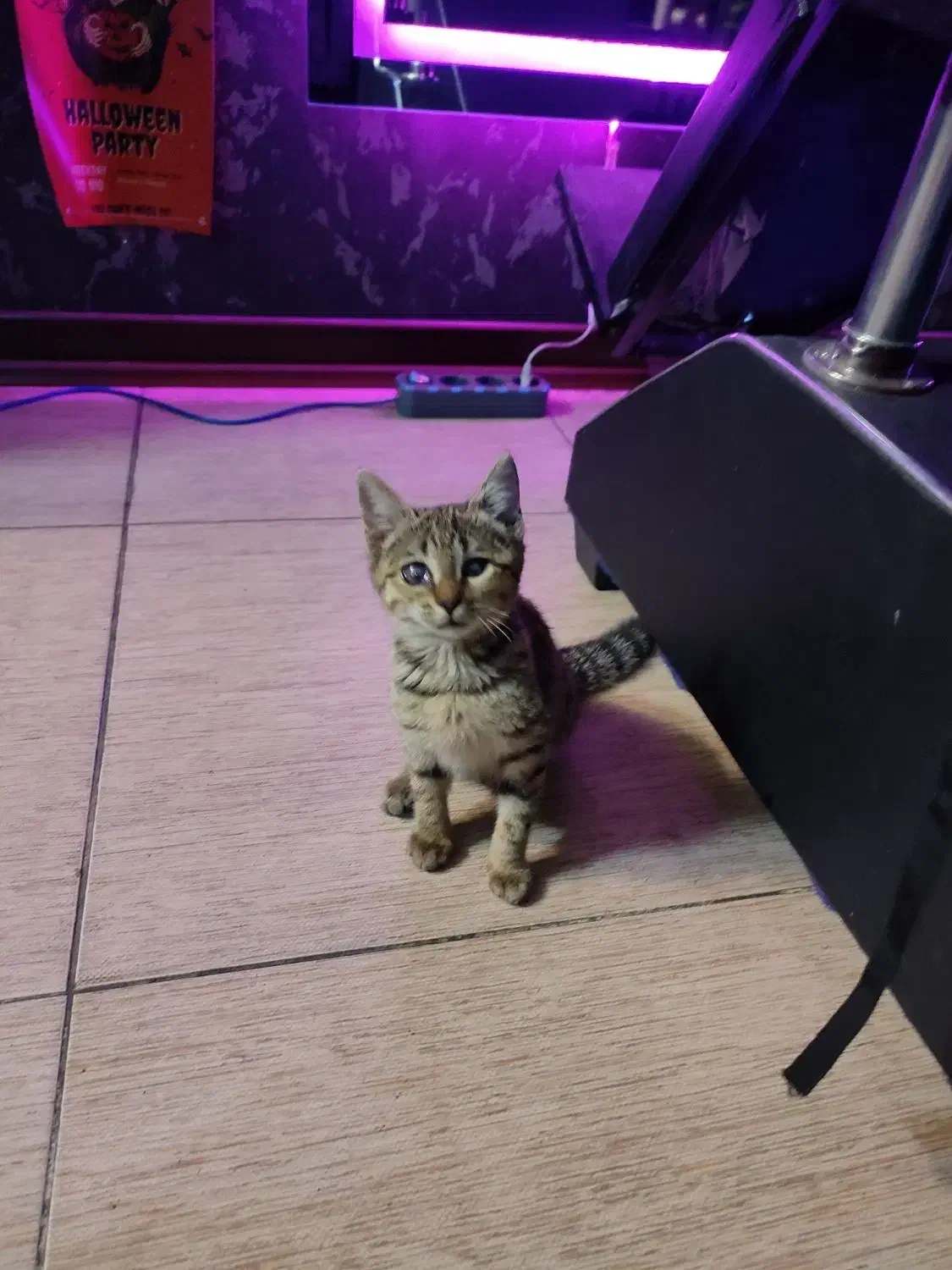 بچه گربه دو ماهه|گربه|اندیشه, اندیشه فاز ۱|دیوار