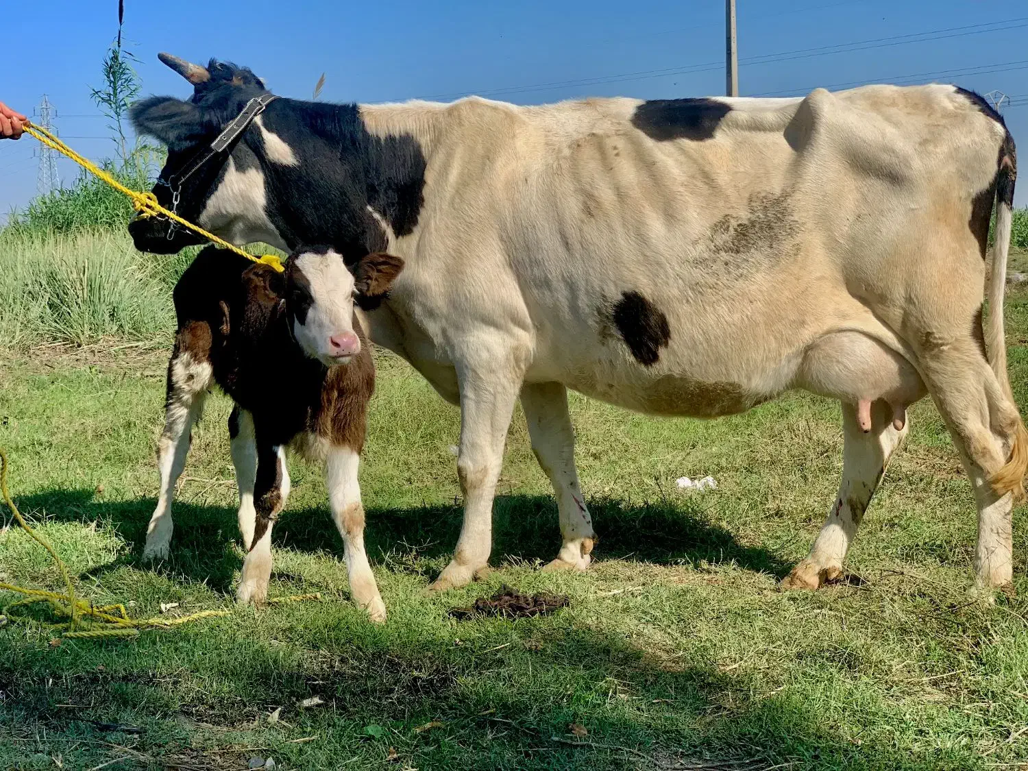 گاو گوساله دار شیری نر|حیوانات مزرعه|گرگان, |دیوار