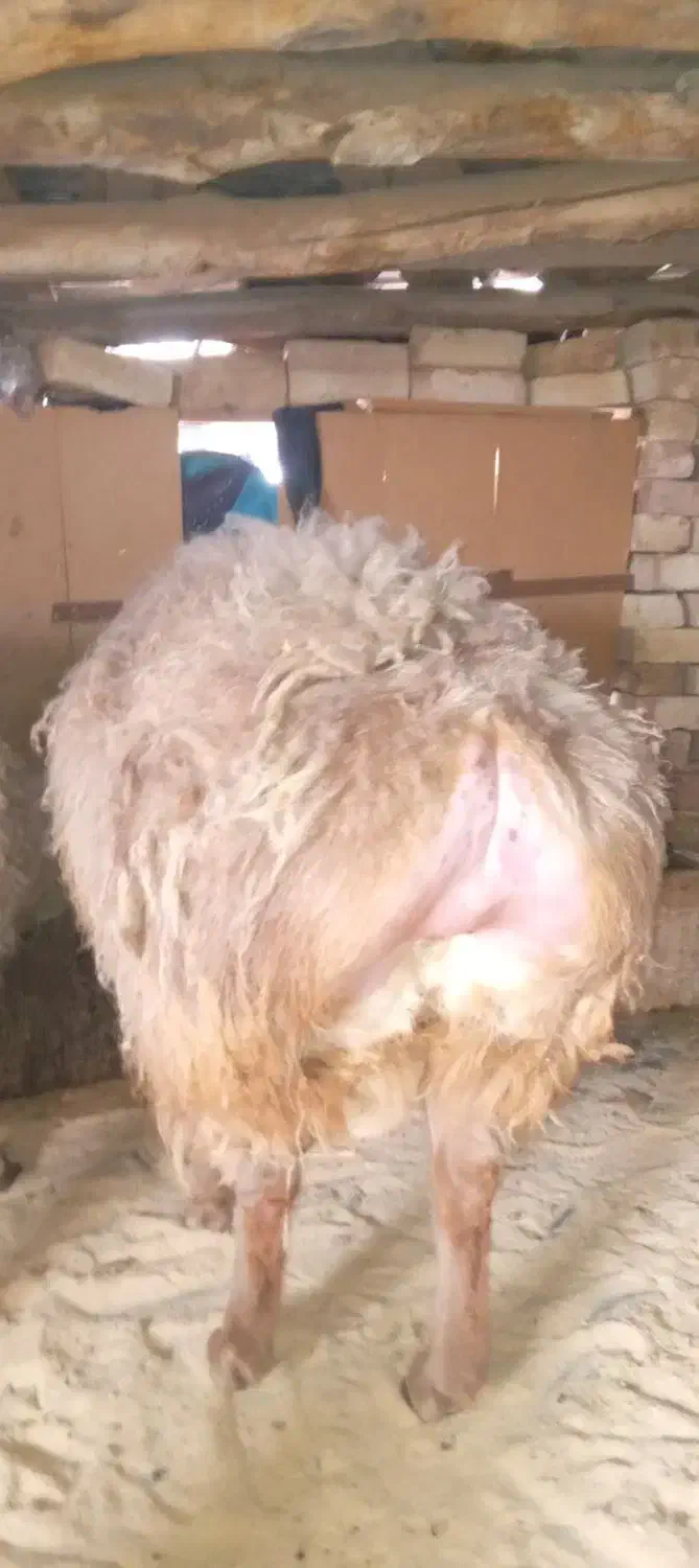 بره نر|حیوانات مزرعه|بیرجند, |دیوار