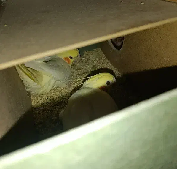 عروس هلندی|پرنده|خرمشهر, |دیوار