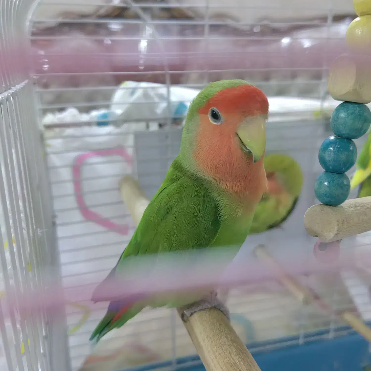 طوطی برزیلی|پرنده|ری, سیزده آبان|دیوار