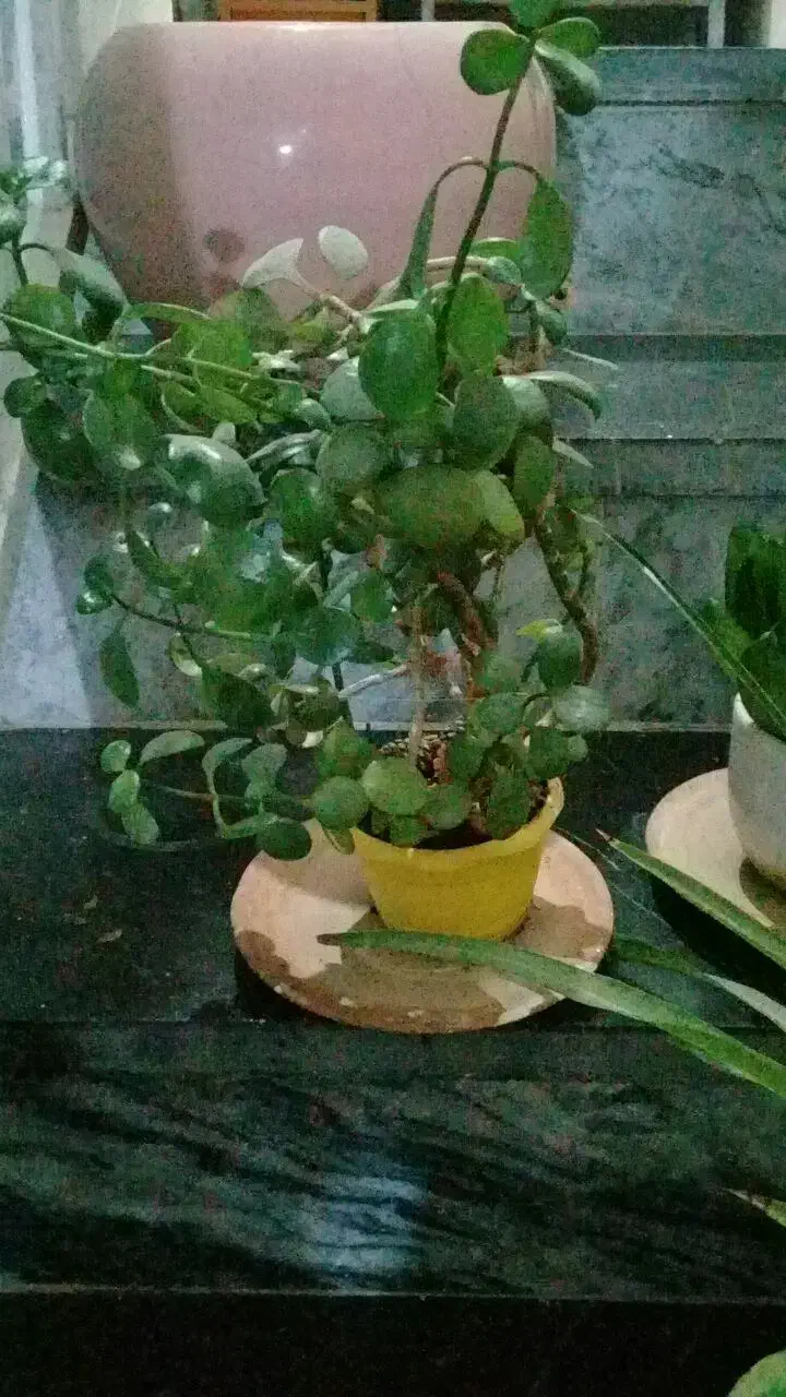 معاوضه گل و گلدان طبیعی|گل و گیاه طبیعی|کرمانشاه, |دیوار