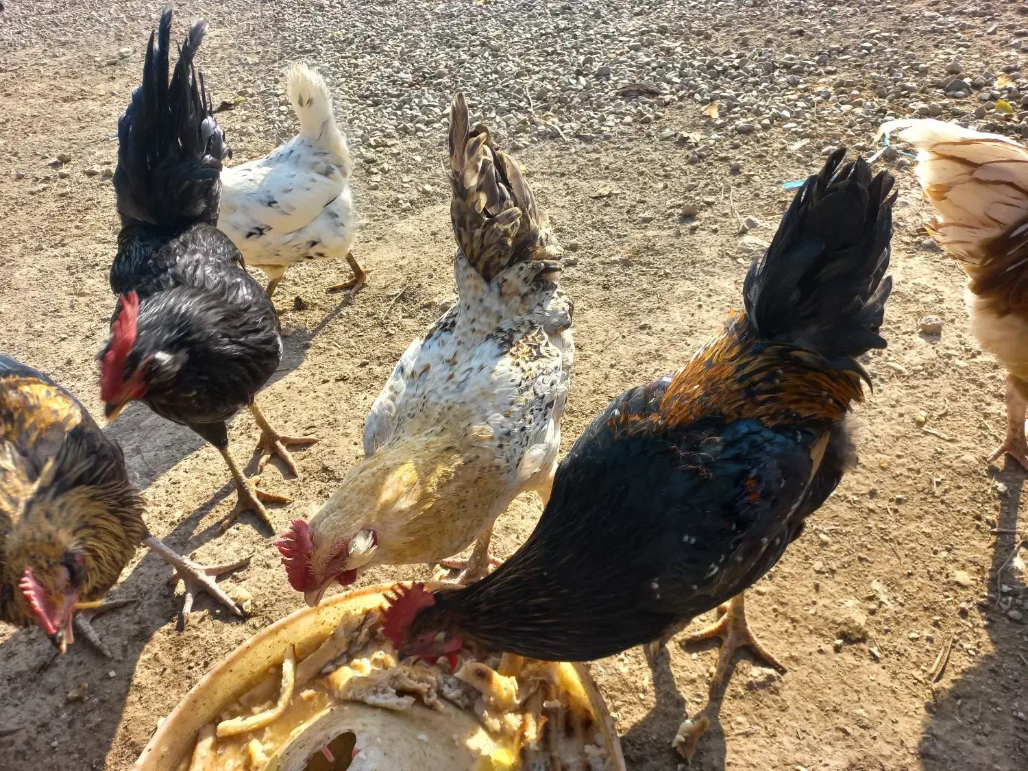 خروس  محلی|حیوانات مزرعه|هشتگرد, خور|دیوار