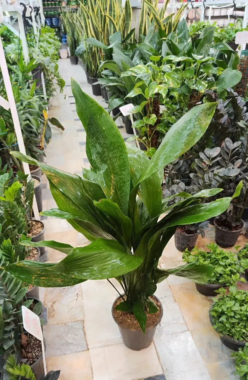 گل آپارتمانی برگ عبایی ابایی سانسوریا پتوس آگلونما|گل و گیاه طبیعی|قم, ولیعصر|دیوار