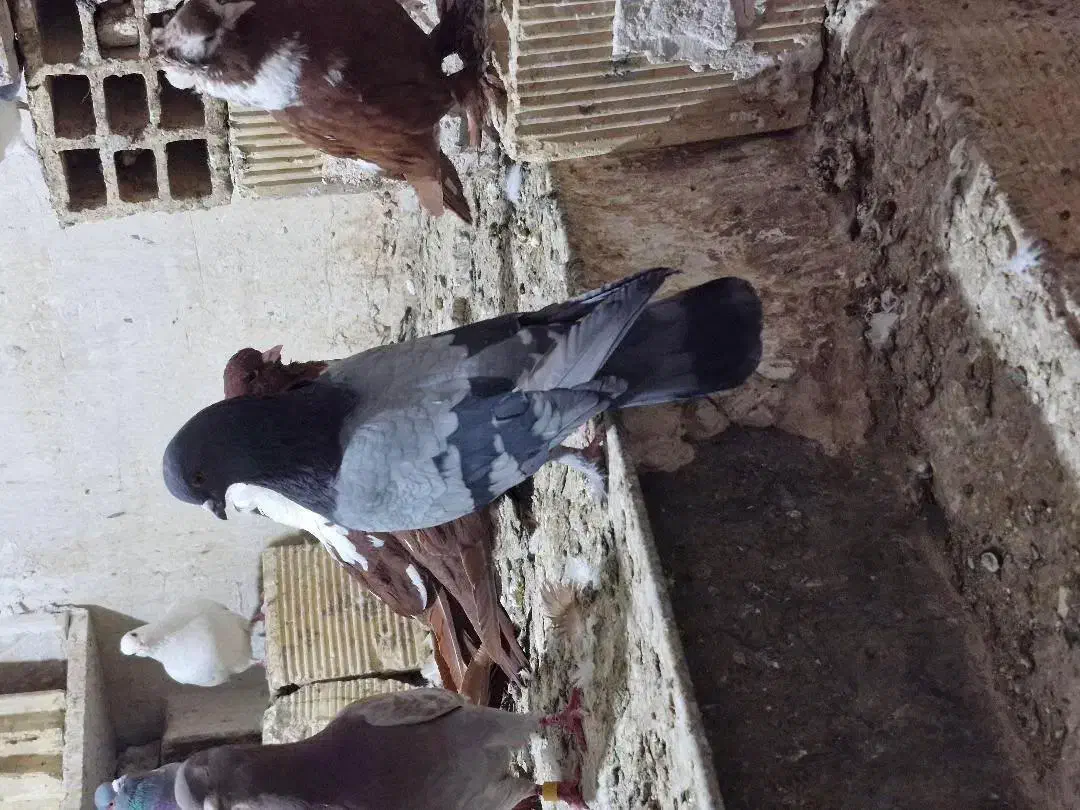 کبوتر فرار|پرنده|اردبیل, |دیوار