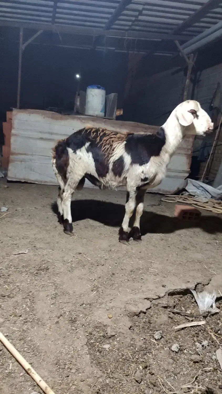 قوچ بره بروجردی|حیوانات مزرعه|علی‌آباد کتول, |دیوار