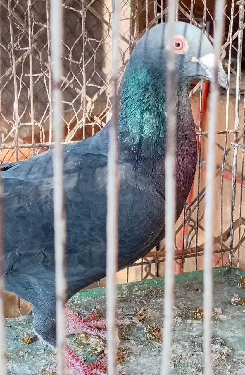 کبوتر پلاکی سیاه|پرنده|ساوه, |دیوار