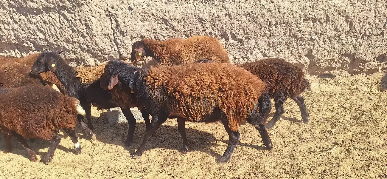 فروش قوچ همو دو دندان قزل افشار|حیوانات مزرعه|خواف, |دیوار