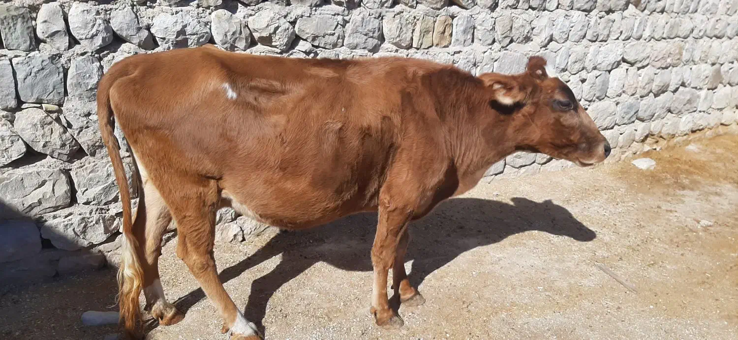 گاو آبستن دو رگ|حیوانات مزرعه|اندیمشک, |دیوار