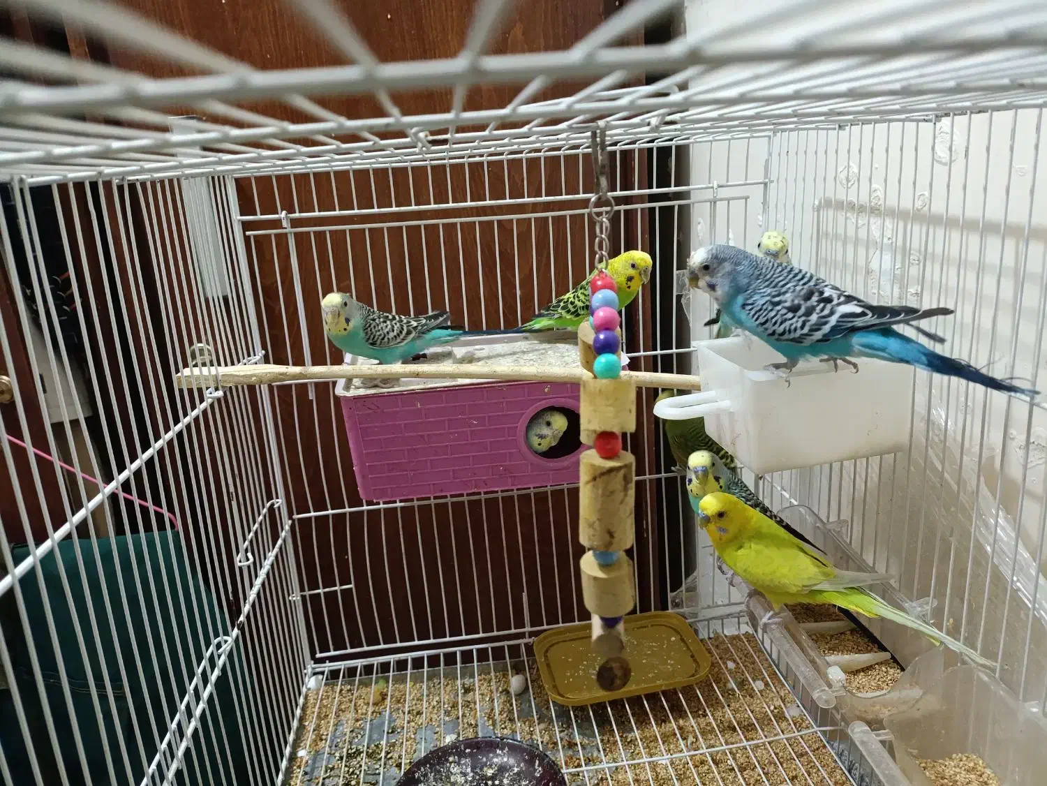 8 عدد مرغ عشق زیبا|پرنده|کرج, عظیمیه|دیوار