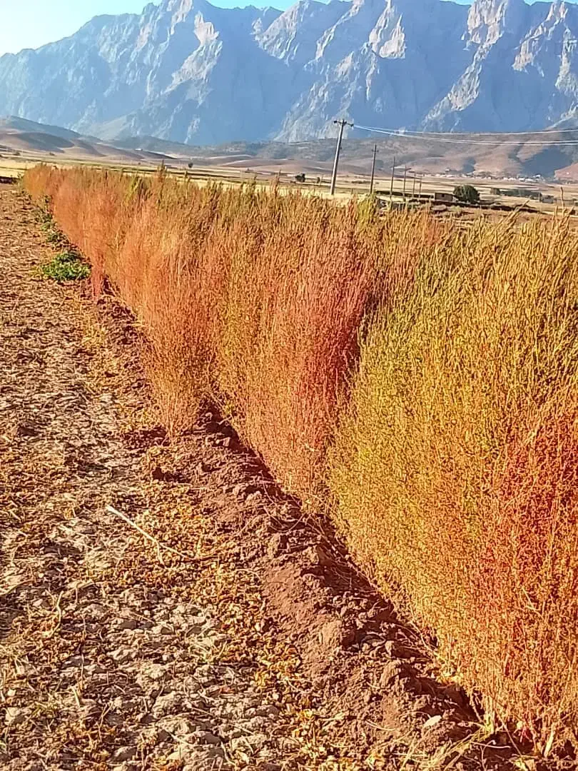 ۴۰ جریب زمین کشاورزی آبی  اجاره داده بانک ملی|اجارهٔ دفتر صنعتی، کشاورزی، تجاری|خانمیرزا, |دیوار
