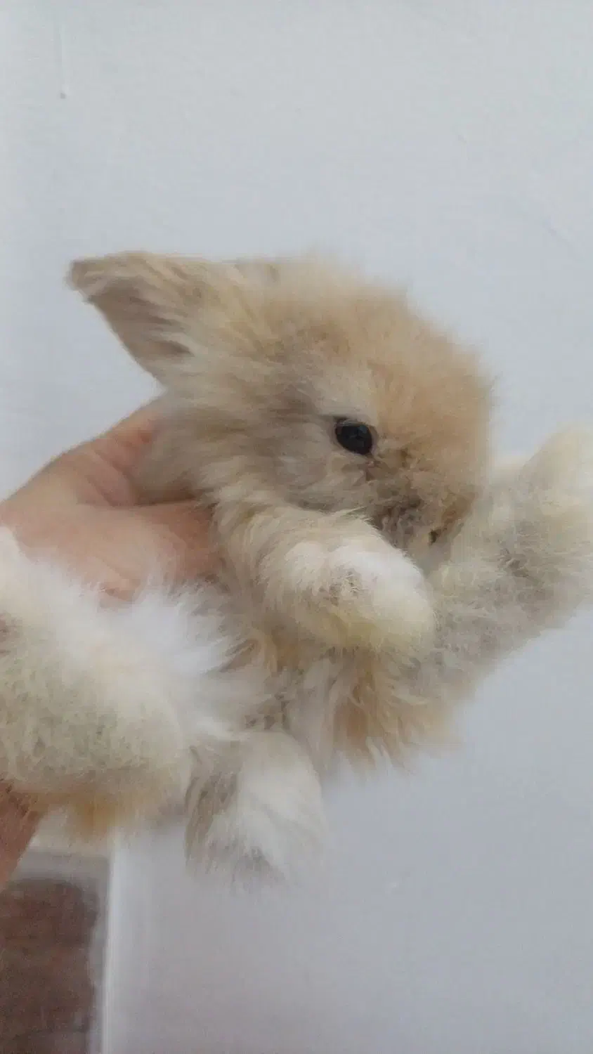 تعدادی بچه خرگوش لوپ ومینیاتوری تربیت شده|موش و خرگوش|مشهد, کارگران|دیوار