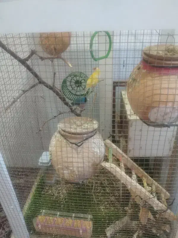 دوعدد مرغ فنچ با قفس|پرنده|سراوان, |دیوار