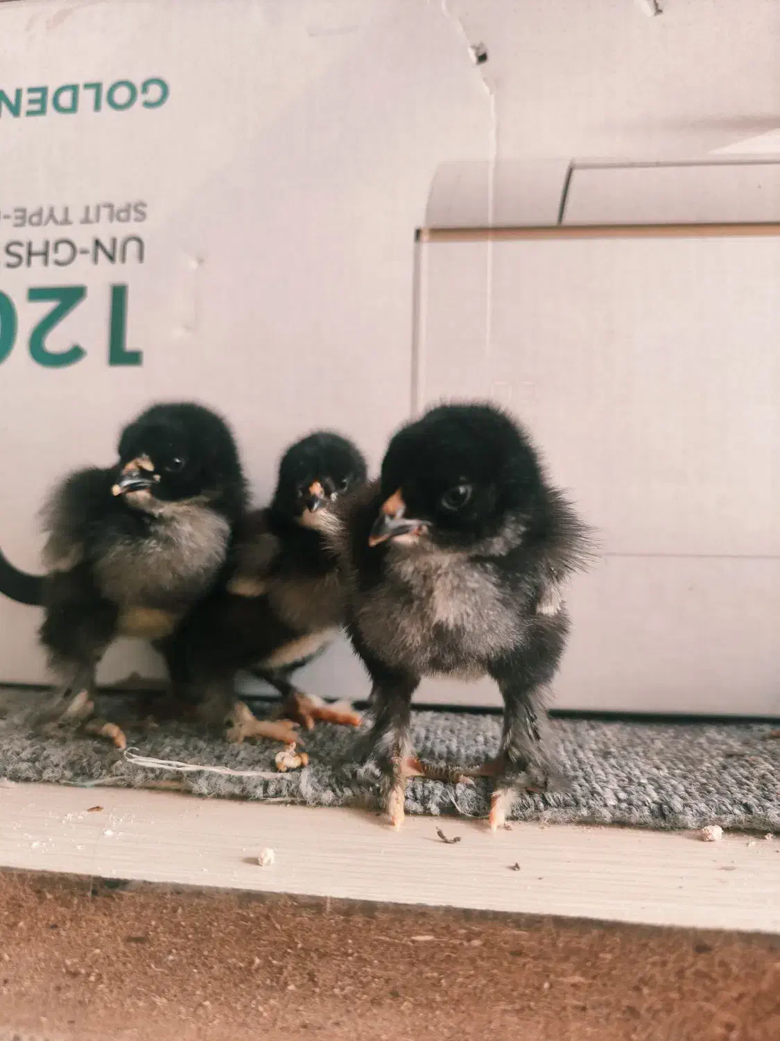 جوجه برهما فوق سنگین|حیوانات مزرعه|تهران, دروازه شمیران|دیوار