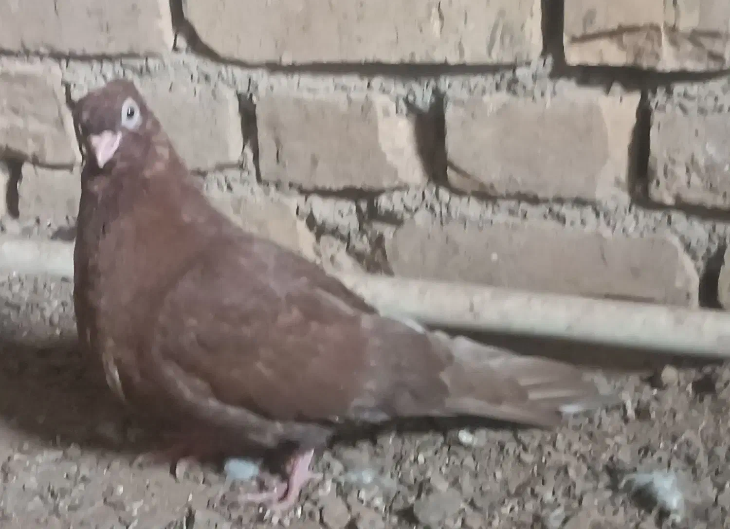 سرخ صرب|پرنده|میبد, |دیوار