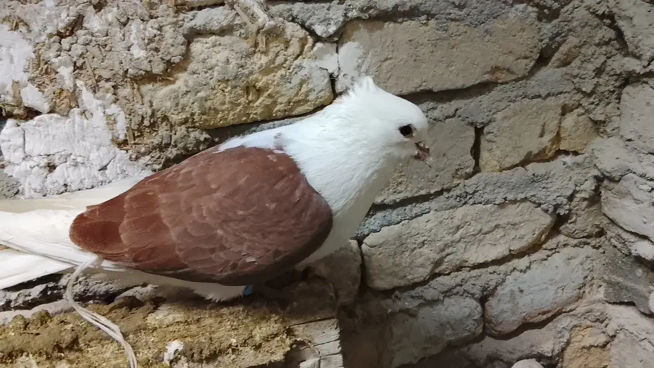 یه جفت پشت خوشگل|حیوانات|شیروان (خراسان), |دیوار