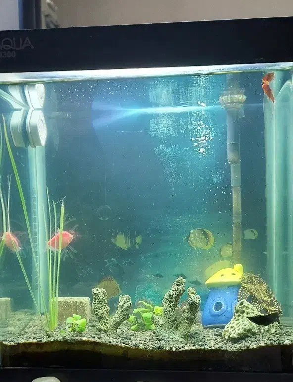 اکواریوم ۲۰ لیتری با تجهیزات کامل|ماهی|بروجن, |دیوار