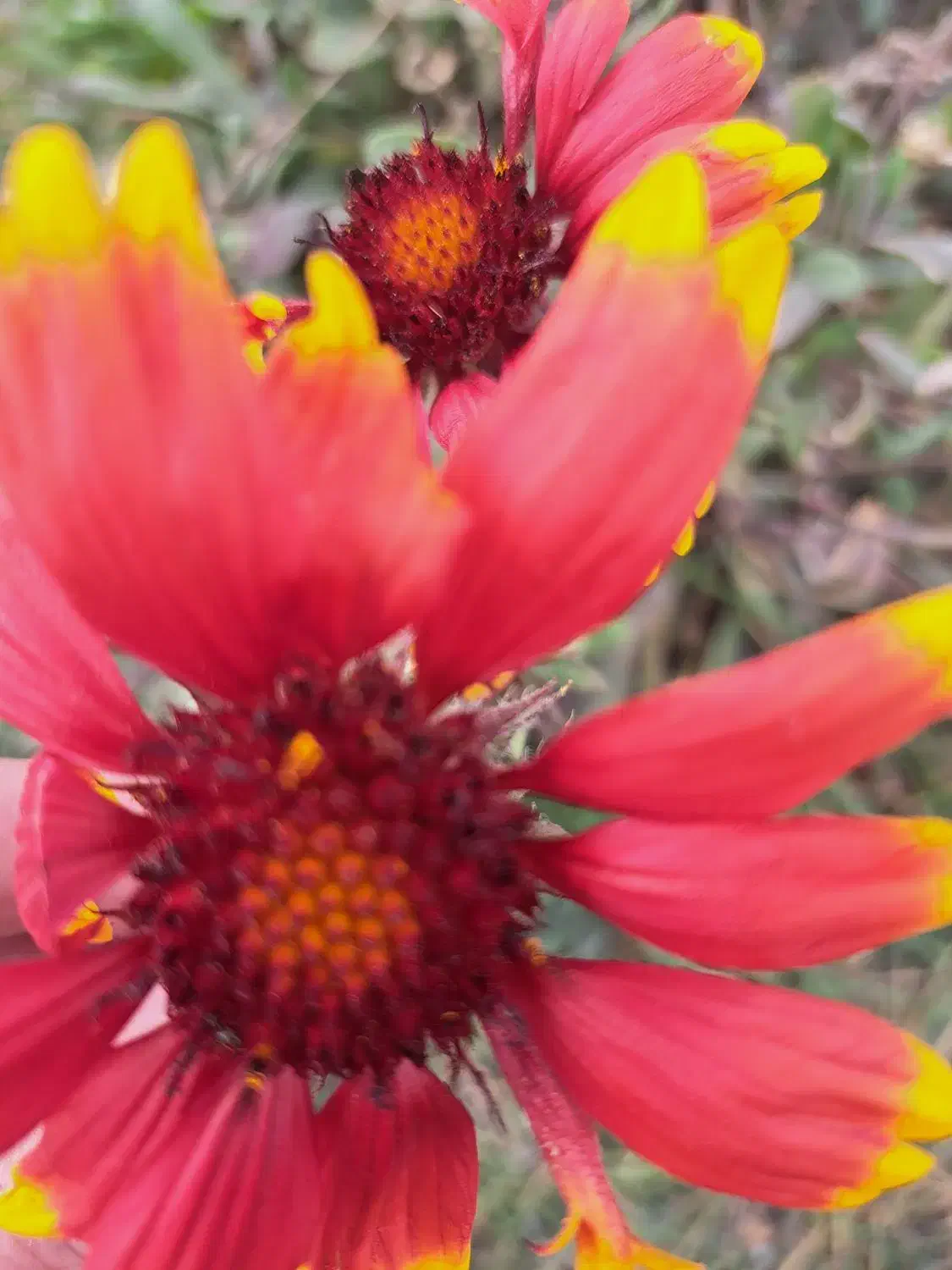 تدریس ریاضی وکلیه دروی ابتدایی ازاول تا پایه ی شش|خدمات آموزشی|اردبیل, |دیوار