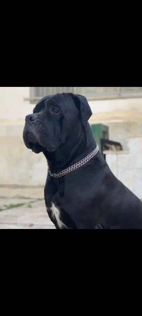 سگ های نگهبان|سگ|کرج, فاز ۳ مهرشهر|دیوار