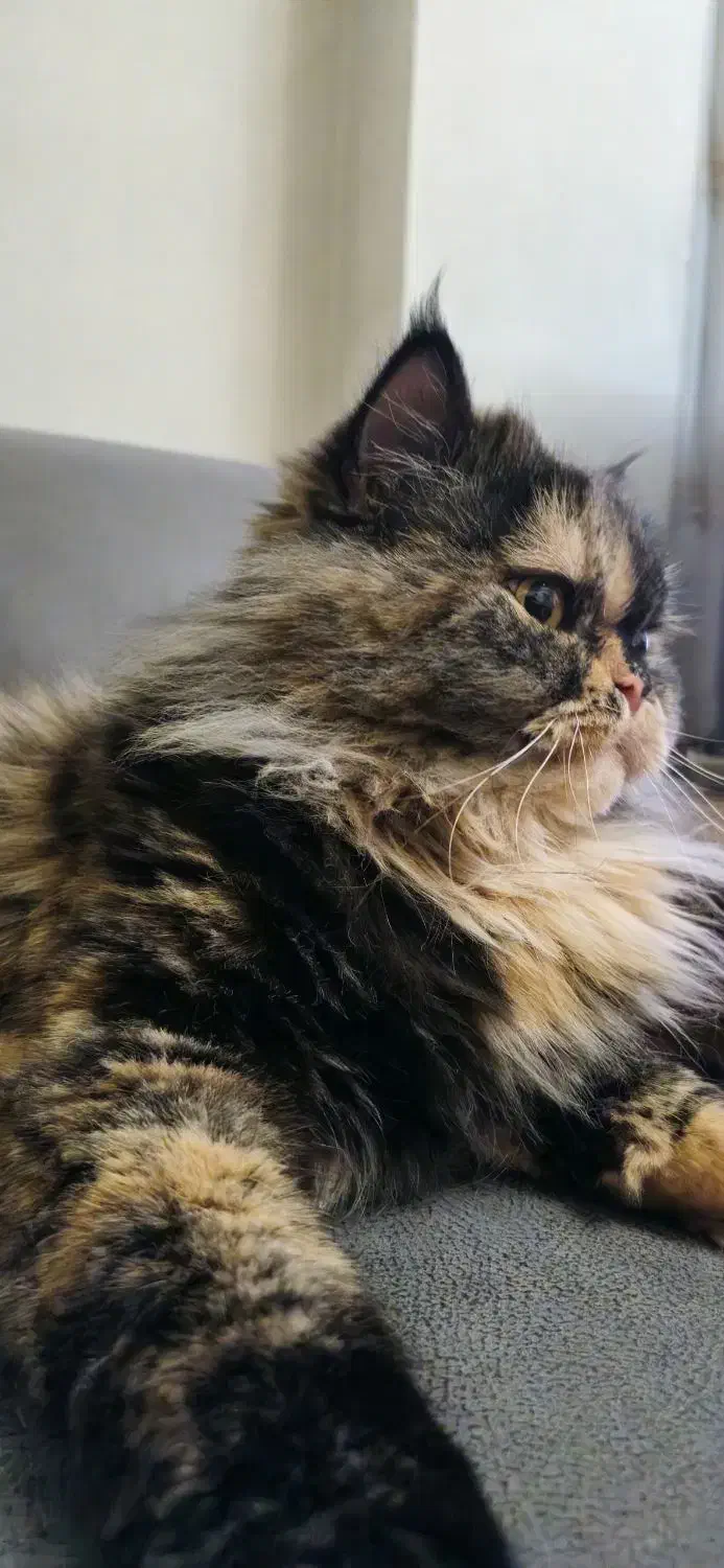 گربه پرشین|گربه|تبریز, |دیوار