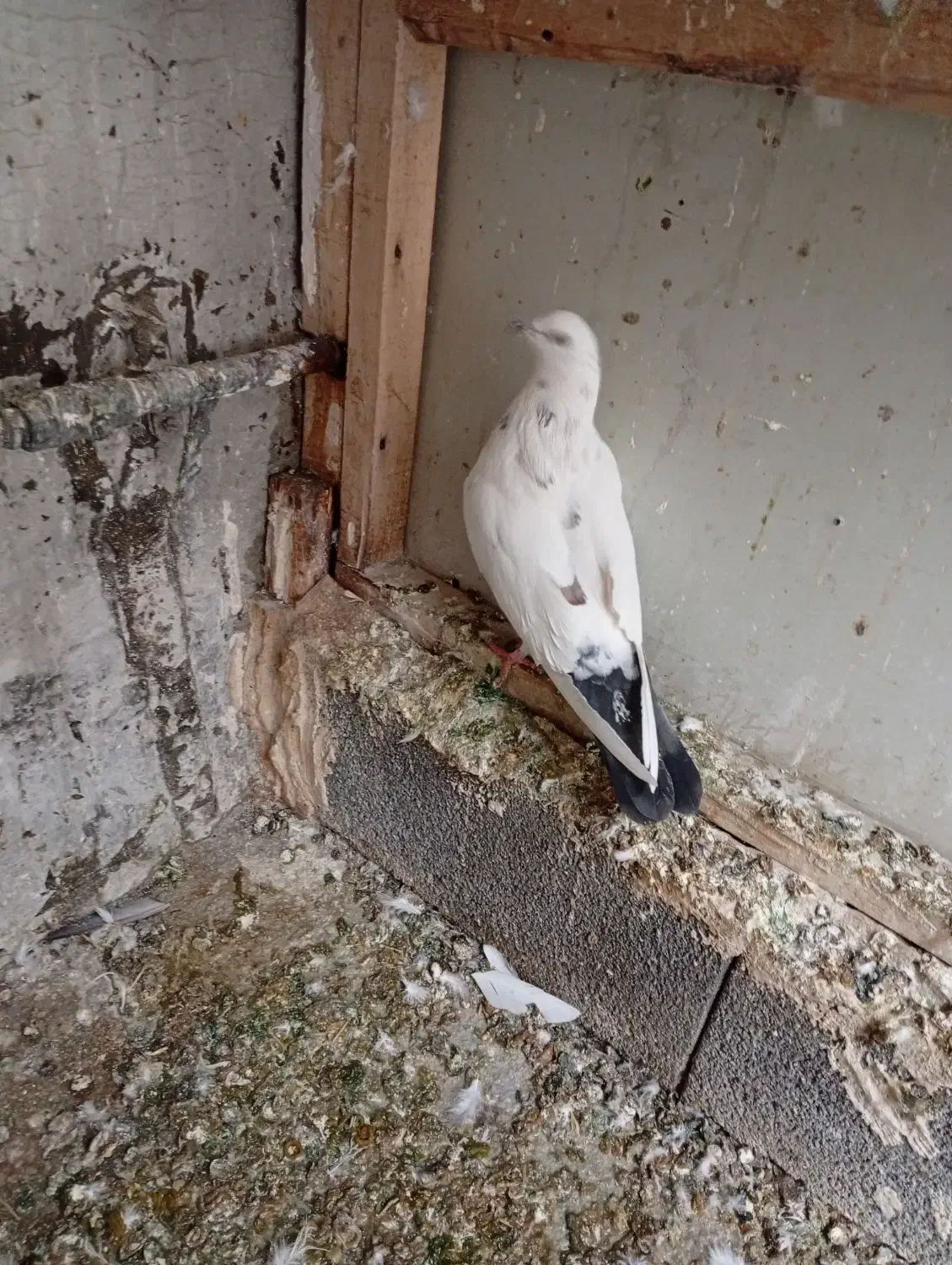 کبوتر|پرنده|نقده, |دیوار