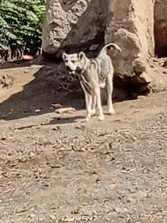 ماده دورگه عراق سراب ۳ سال|سگ|اردبیل, |دیوار