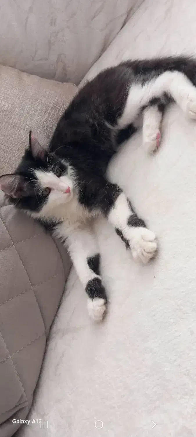 گربه خانگی تربیت شده/واکسینه/بسیار تمیز|گربه|ارومیه, |دیوار