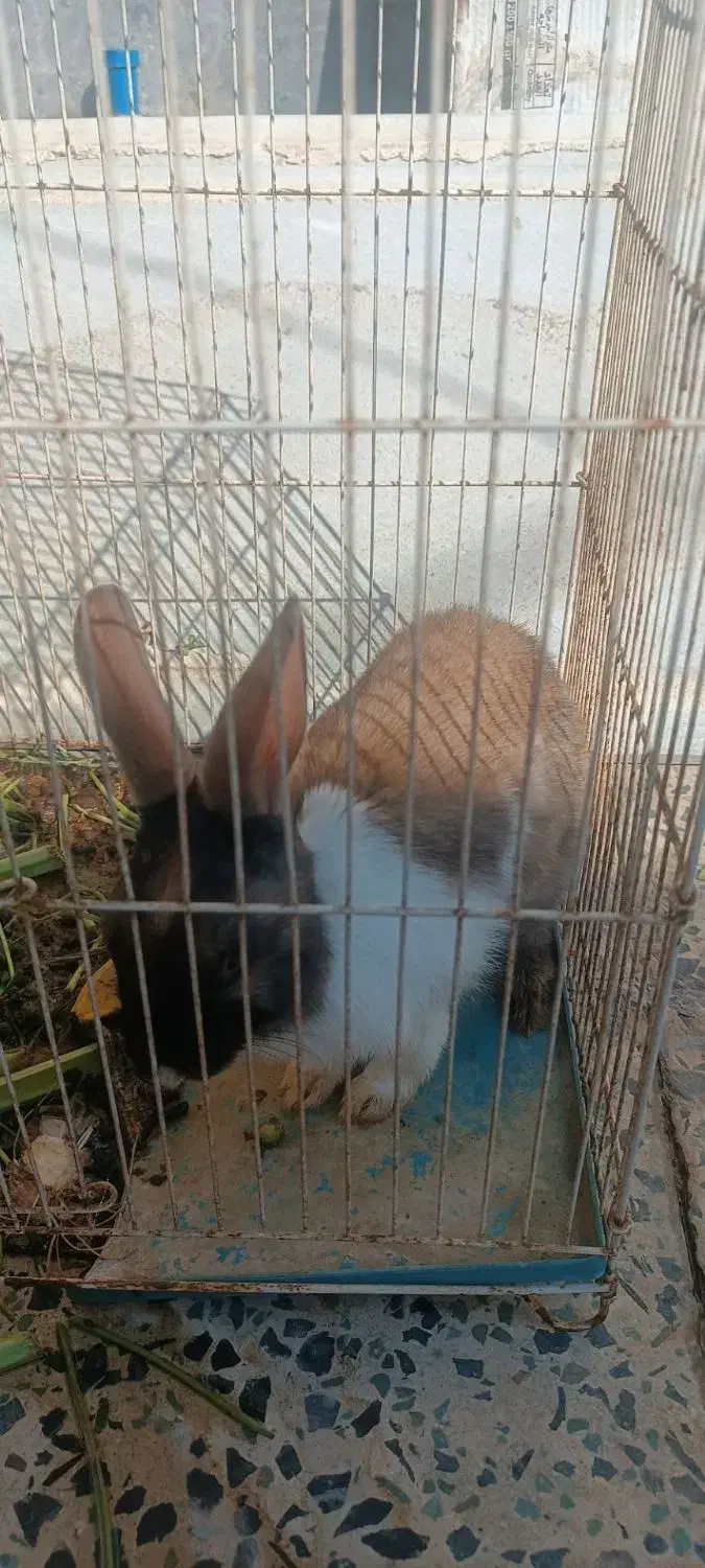 فروش خرگوش بازیگوش|موش و خرگوش|دهلران, |دیوار