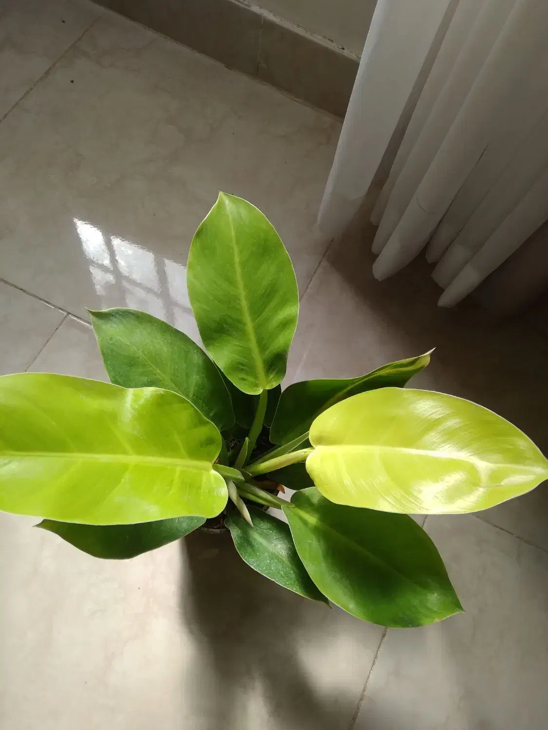 گل و گیاه آپارتمانی|گل و گیاه طبیعی|اقبالیه, |دیوار