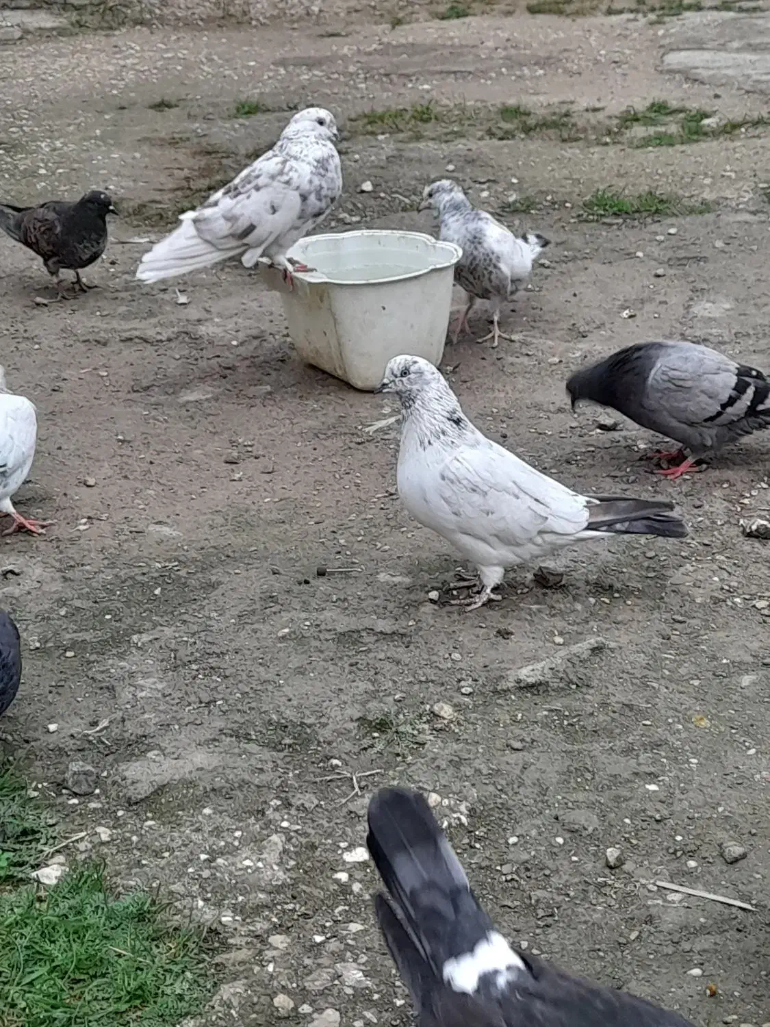 کفتر های بندرترکمن|پرنده|بندر ترکمن, |دیوار