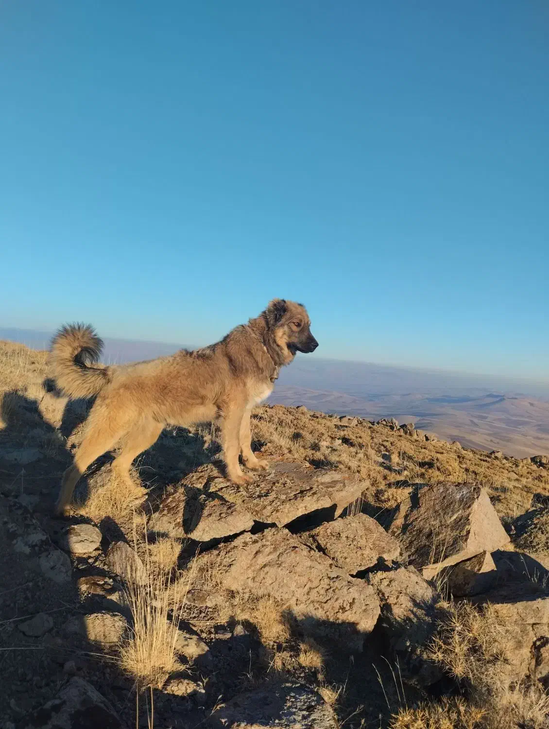 واگذاری سگ|سگ|بستان آباد, |دیوار