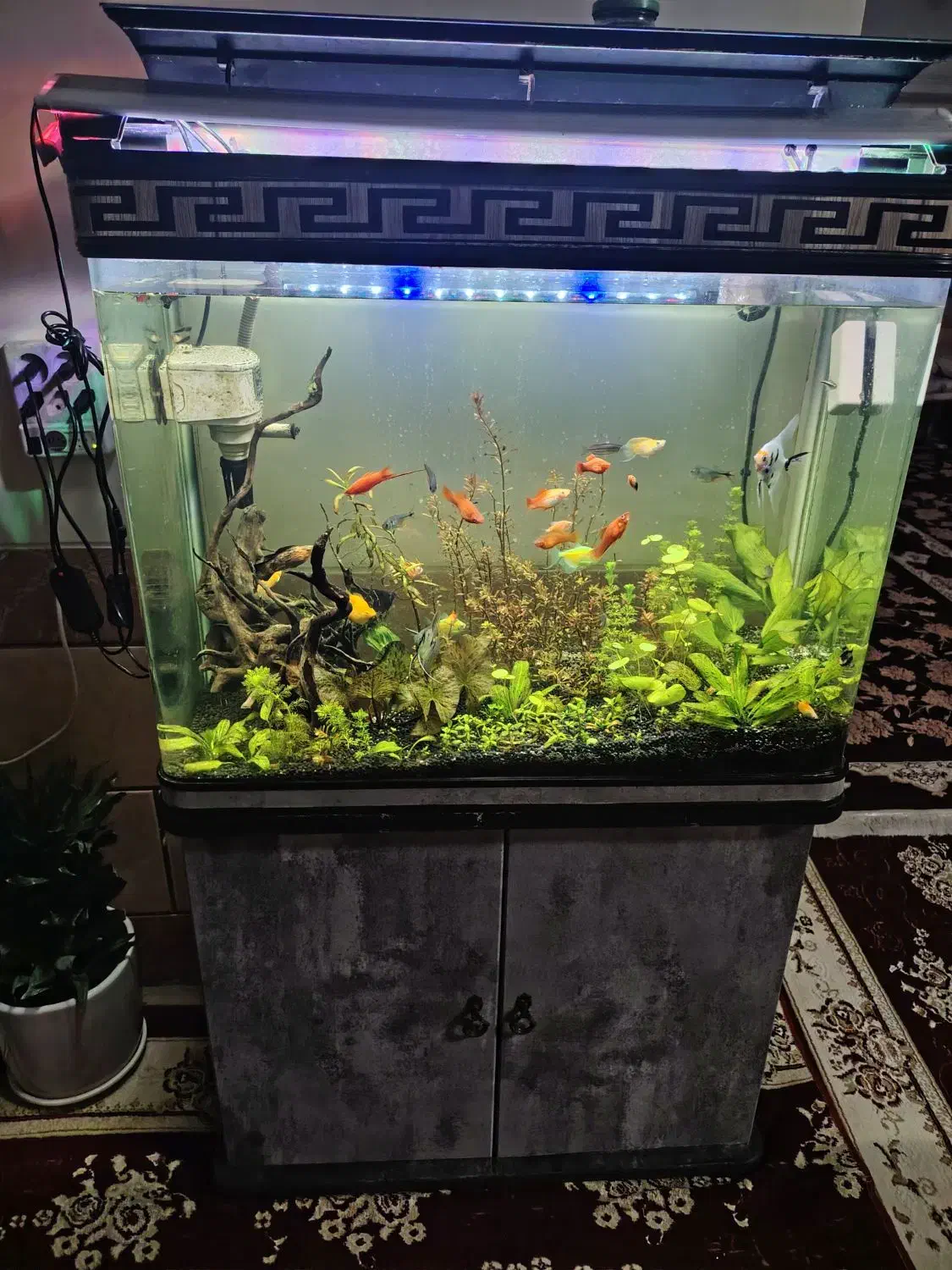 ریشه ابنوس|ماهی|شیراز, کوشک میدان|دیوار