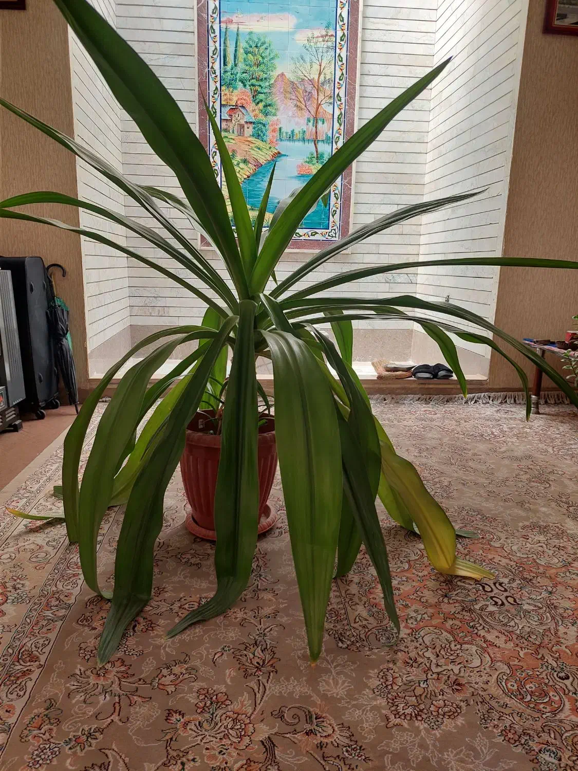 گیاه برگ ذرتی|گل و گیاه طبیعی|شیراز, شهرک والفجر|دیوار