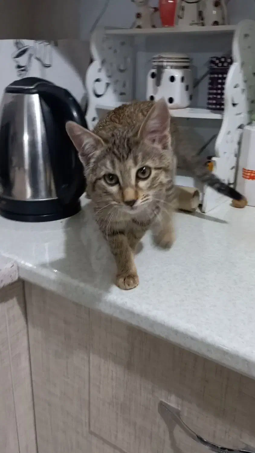 واگذاری دو بچه گربه خانگی دی اس اج|گربه|سنندج, |دیوار