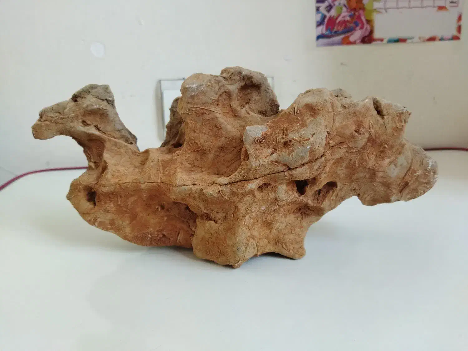 فسیل شتر|کلکسیون اشیاء عتیقه|فولادشهر, مسکن مهر فولادشهر|دیوار