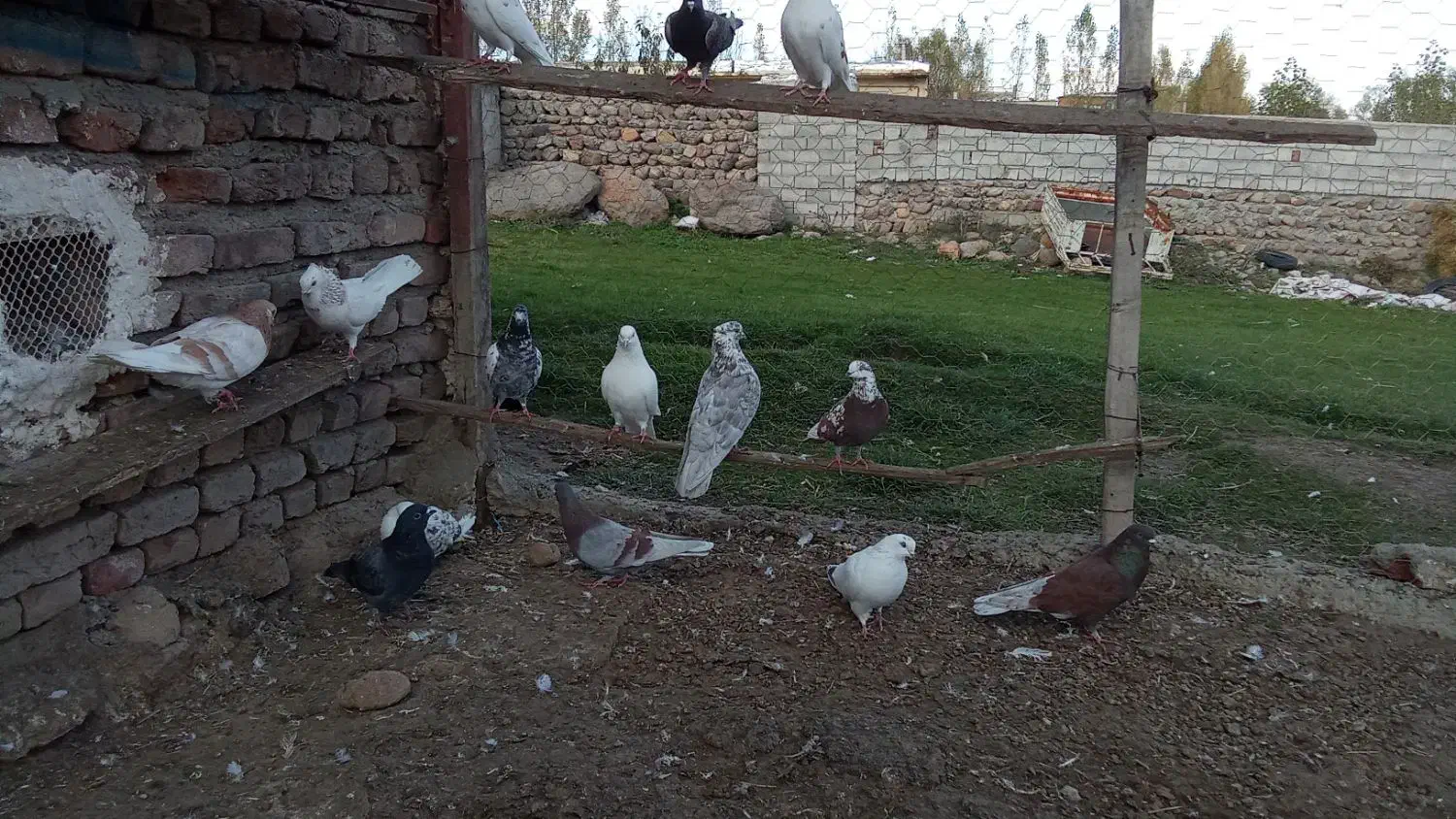 کفتر|پرنده|سبلان, |دیوار