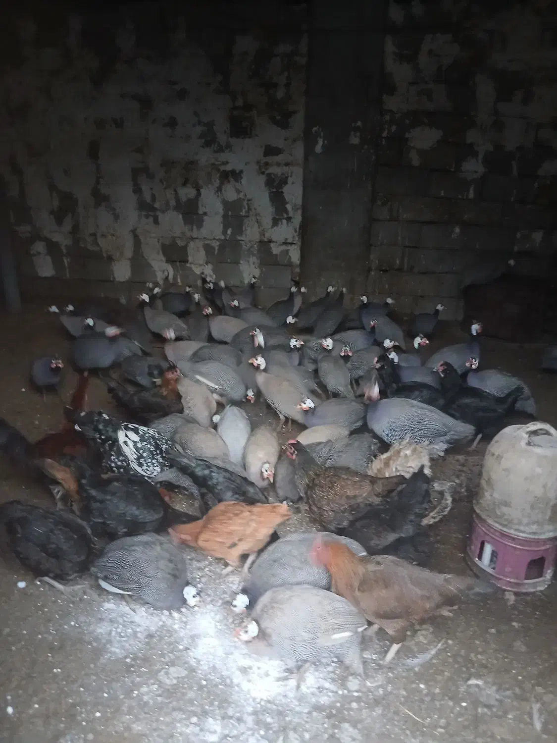 بیست تا شاخک دانه ای پانصد به فروش می رسد|حیوانات مزرعه|نیمروز, |دیوار