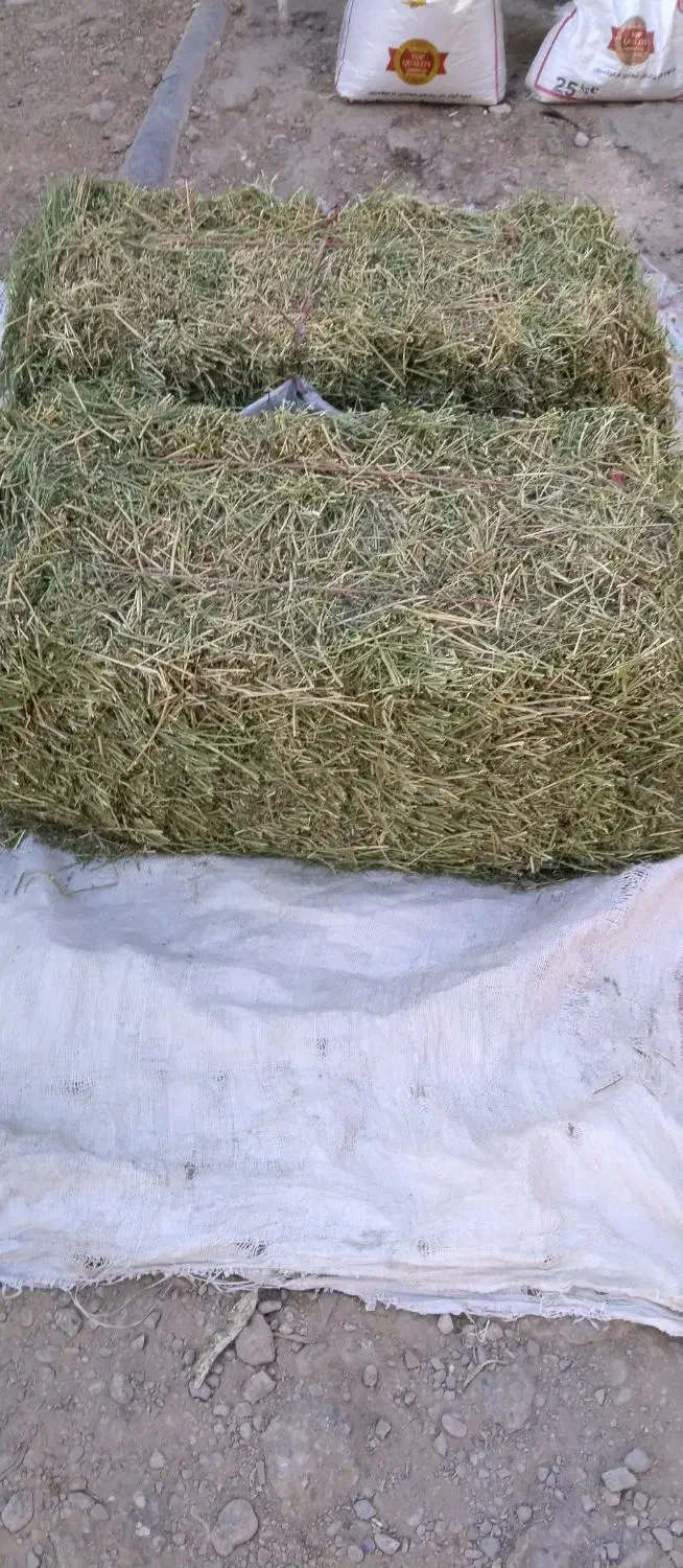 یونجه|حیوانات مزرعه|مسجد سلیمان, |دیوار