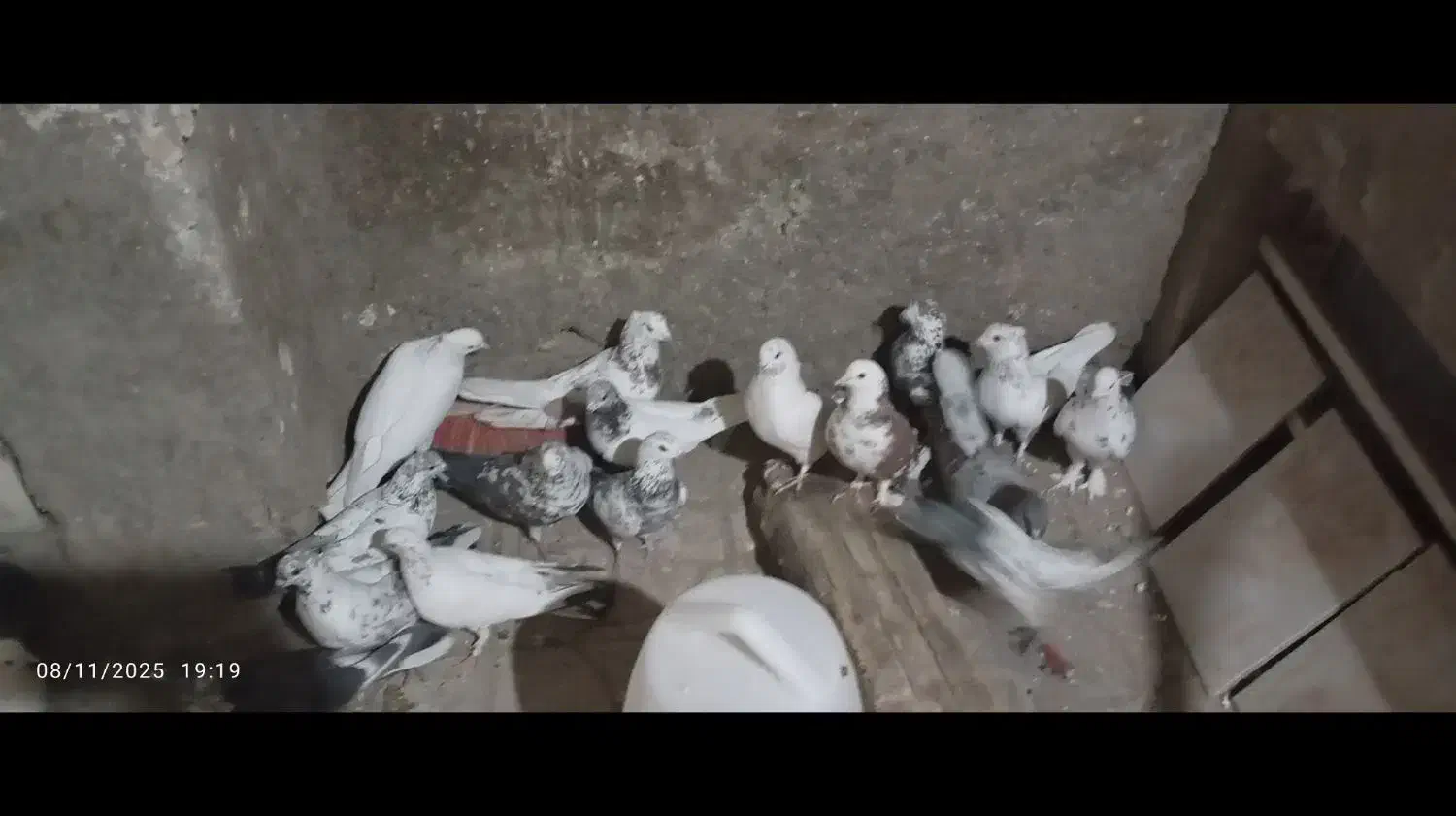 کفتر اصل|پرنده|صباشهر, |دیوار