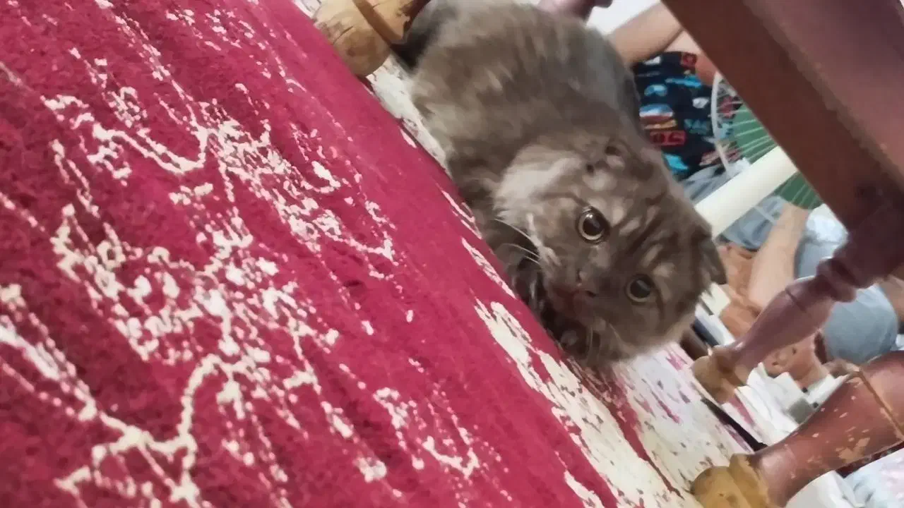 دختر پشمالو آروم و بغلی|گربه|سبزوار, قائم|دیوار