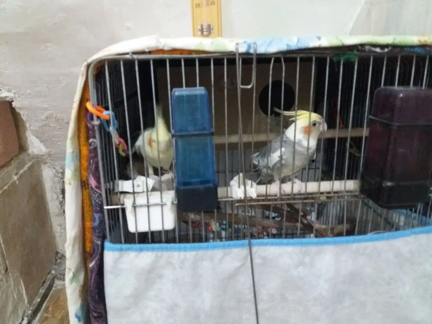 عروس هلندی|پرنده|ملایر, |دیوار