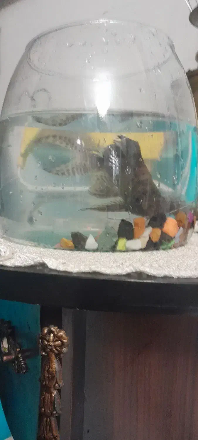 لجن خوار|ماهی|کرمانشاه, |دیوار