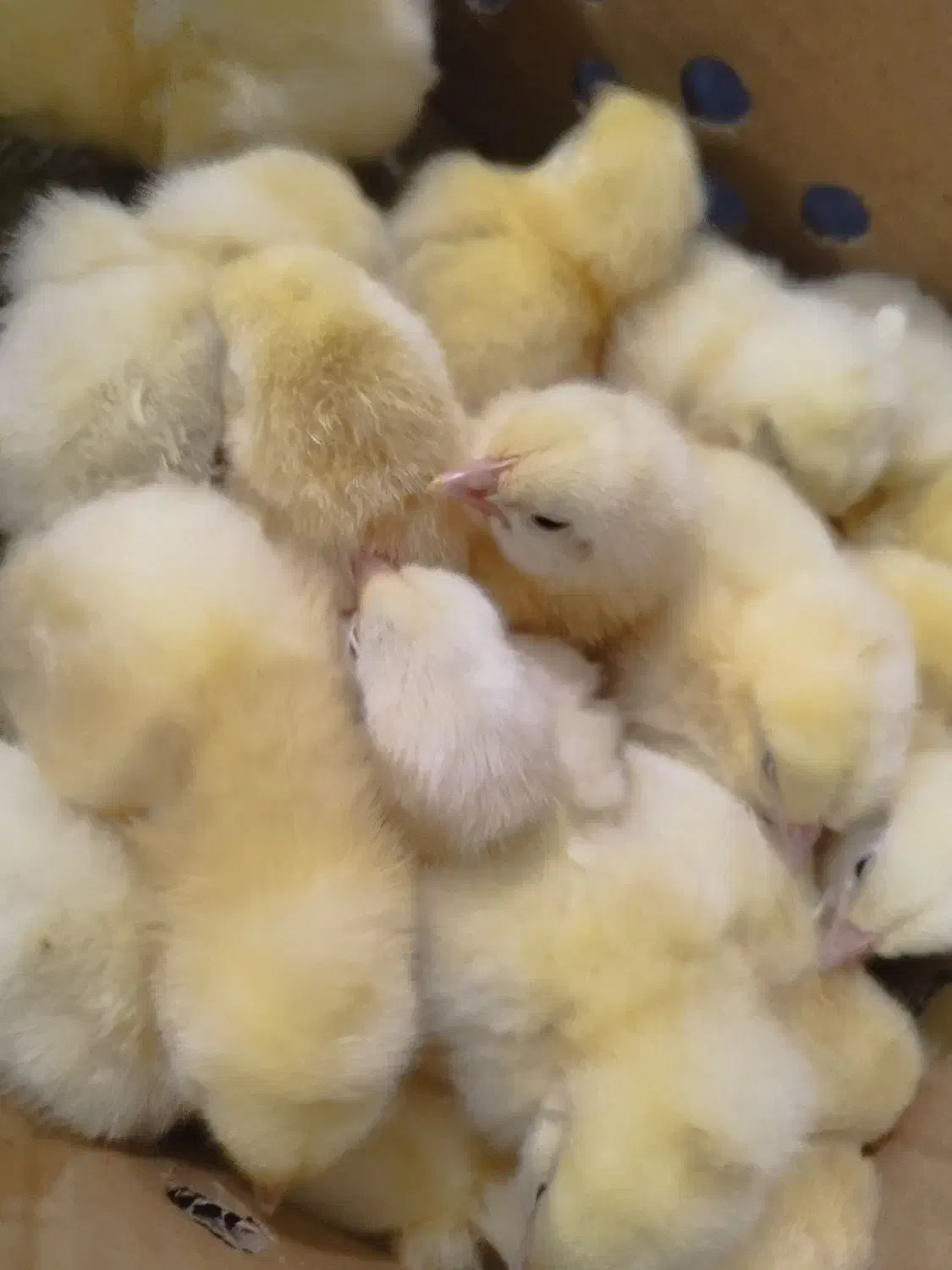 جوجه گوشتی راس ۳۰۸ وزن بالا|حیوانات مزرعه|گتاب, |دیوار