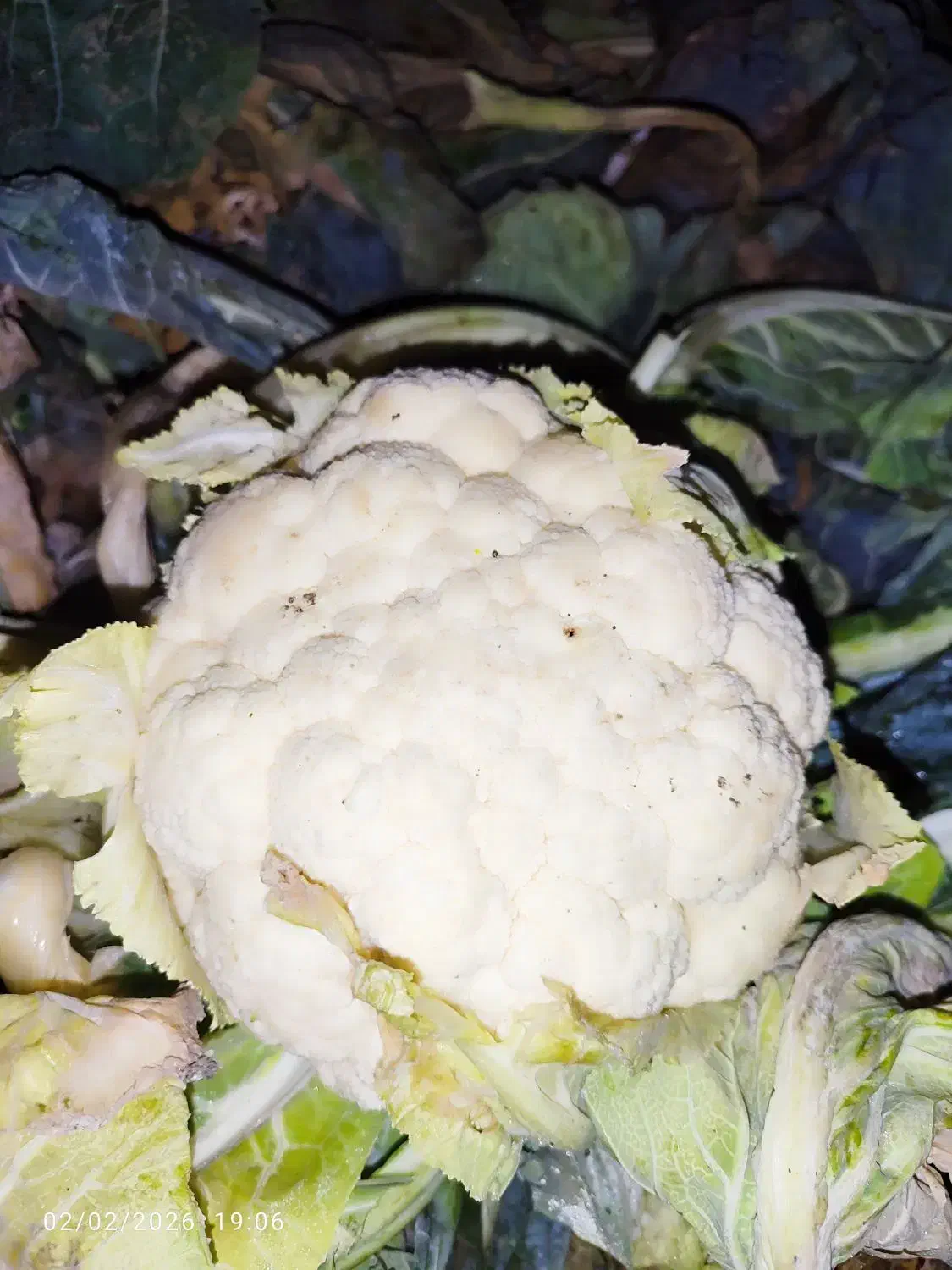 کلم گل|لوازم جانبی حیوانات|انزل, |دیوار