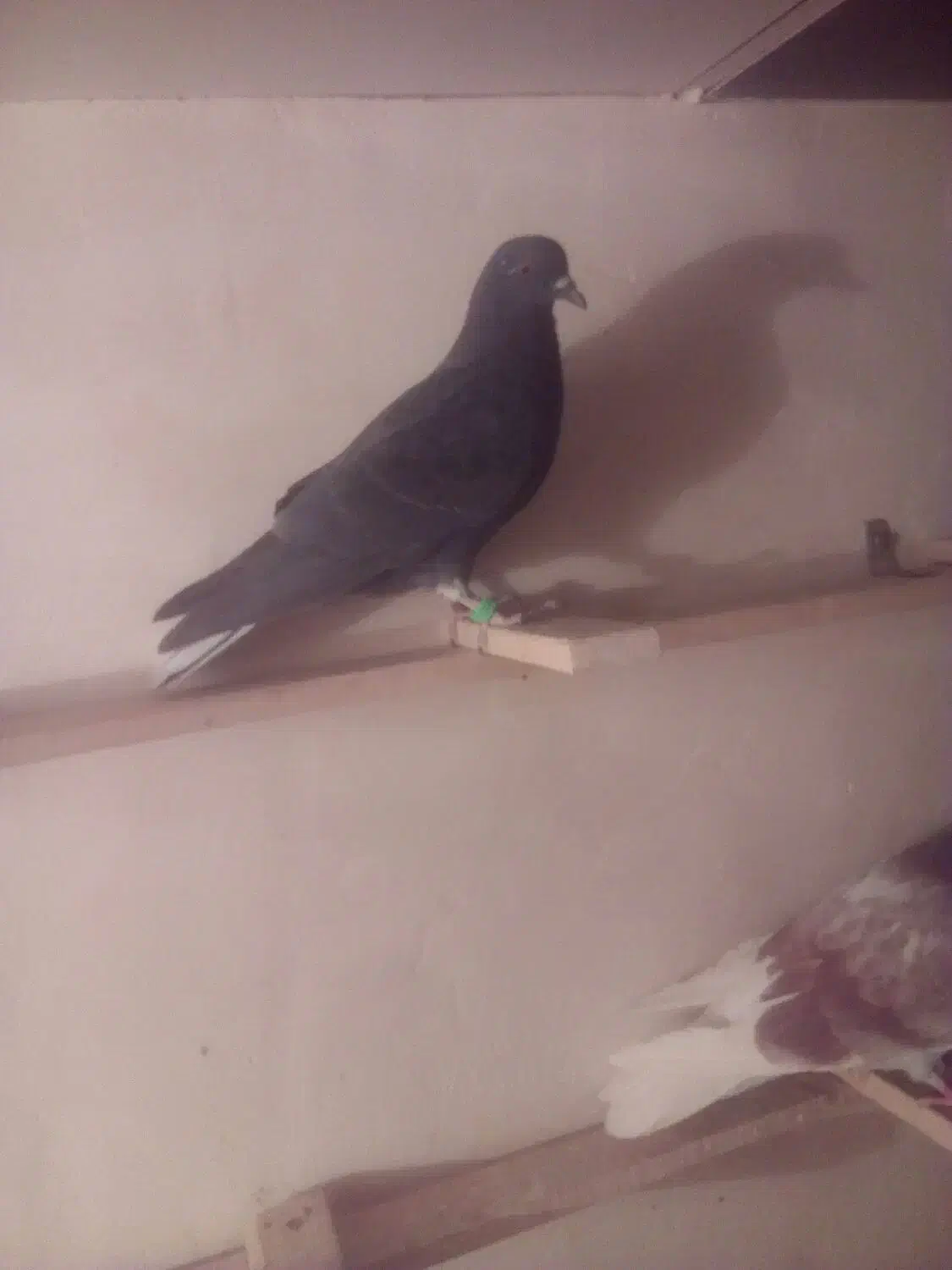 ۴ تا کفتر|پرنده|صفادشت, |دیوار