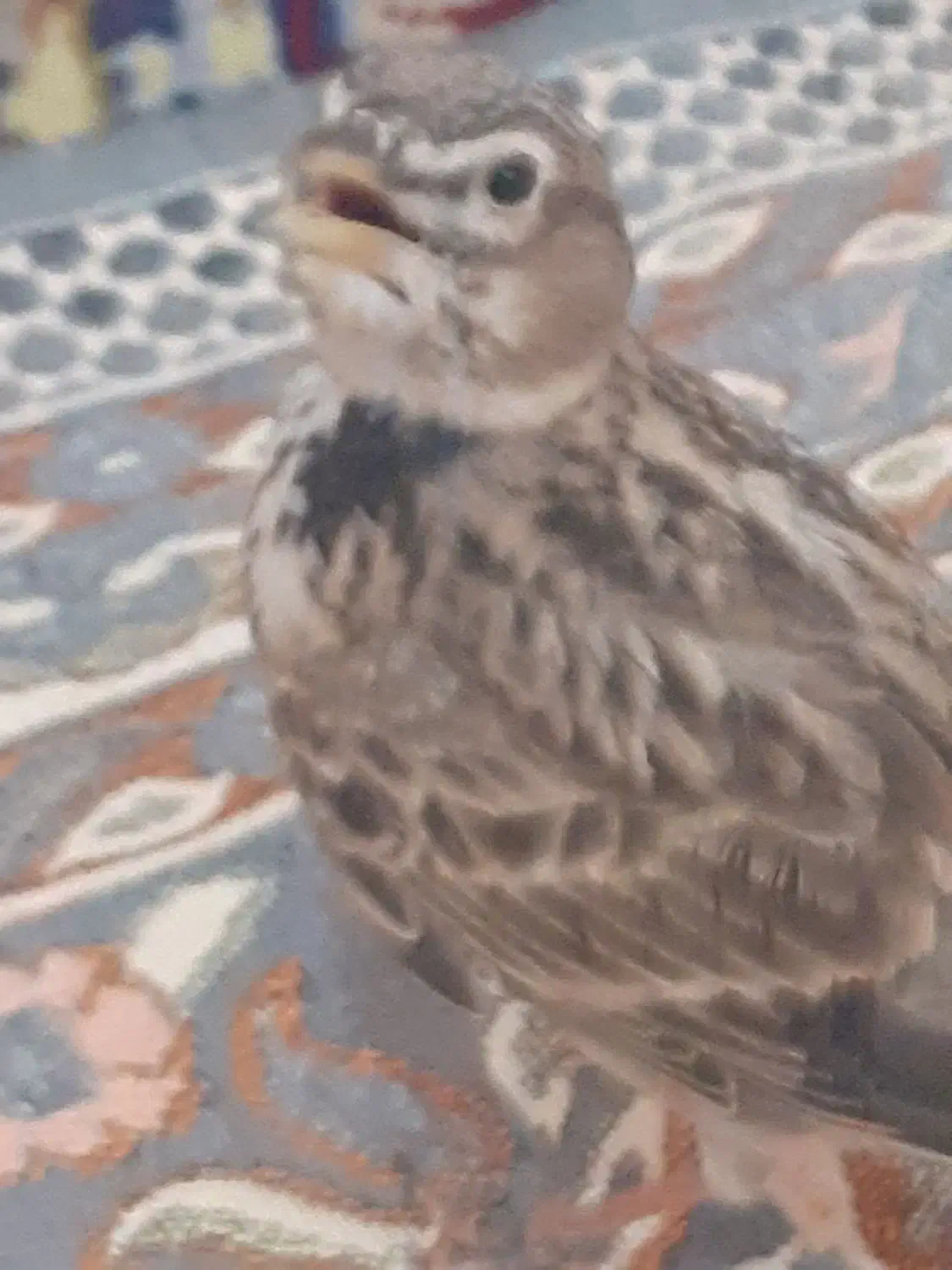 سهره رام|پرنده|بروجرد, |دیوار