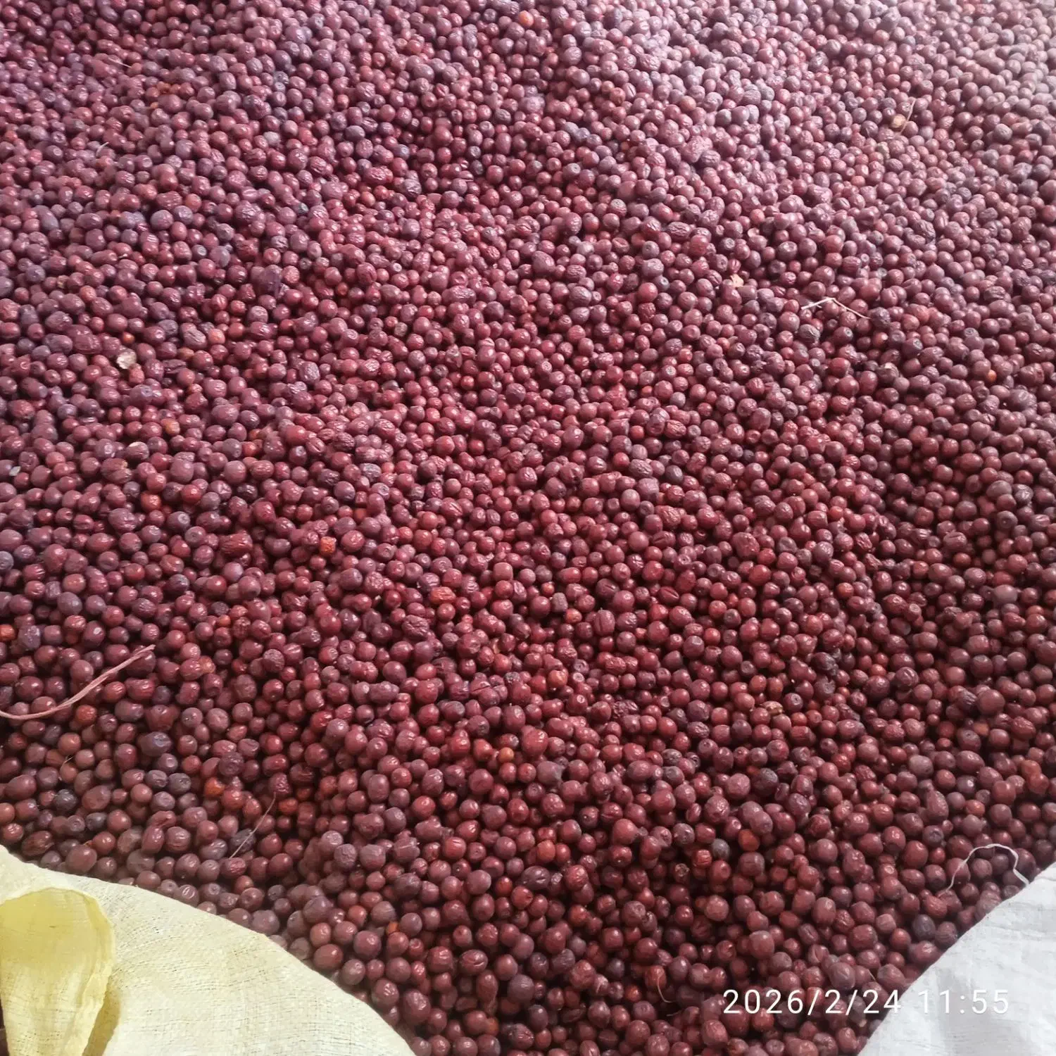 عناب|خوردنی و آشامیدنی|جلگه ماژان, |دیوار