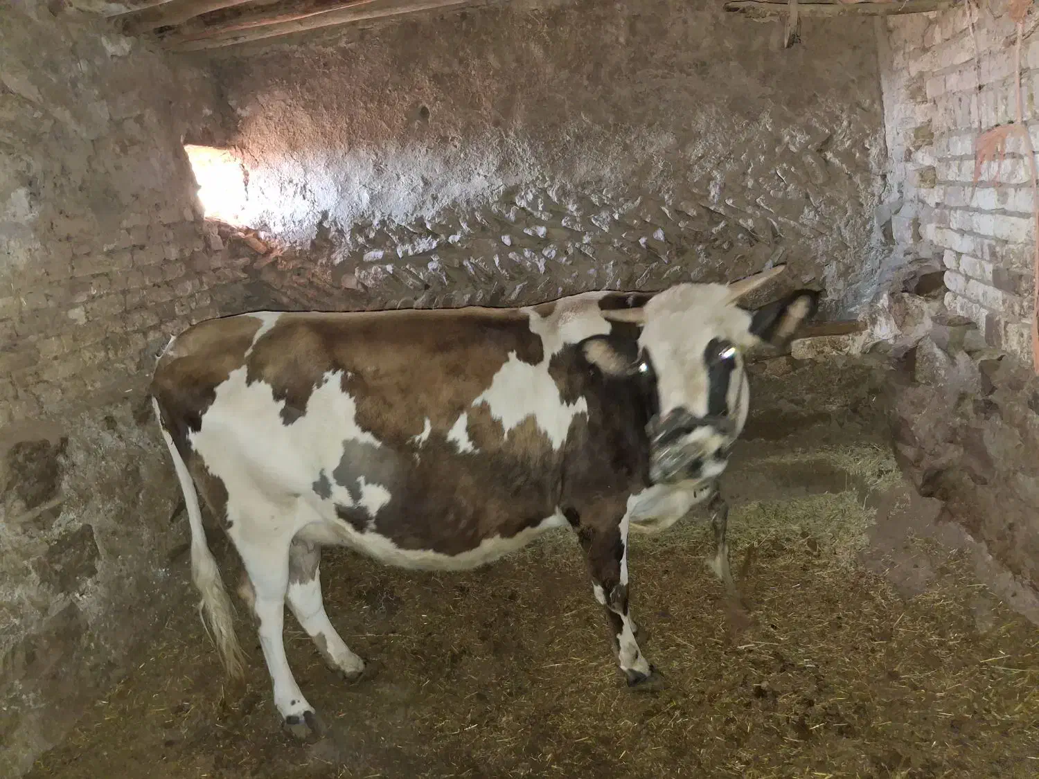 گاو شیری|حیوانات مزرعه|دهگلان, |دیوار