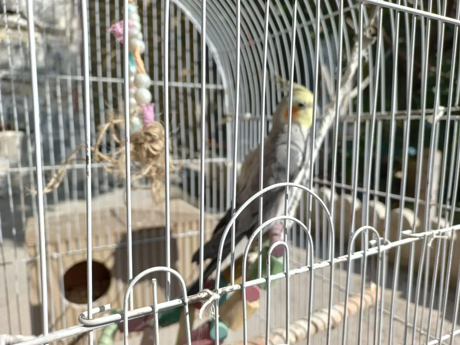 فروش یه جفت عروس هلندی|پرنده|رباطکریم, انجم آباد|دیوار