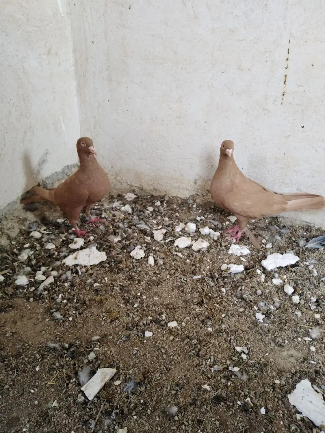 زرد|پرنده|برازجان, |دیوار